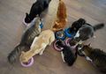 Setelah Disekap dalam Kandang Kecil, 375 Ekor Kucing Ini Berhasil Diselamatkan dari Rumah Jagal