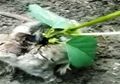 Mirip Karakter Bulbasaur dalam Pokemon, Tikus Ini Hidup dengan Sebuah Pohon Tumbuh di Punggungnya