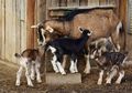 Kambing dan Domba Mengeluarkan Bau yang Khas, Kenapa Begitu?