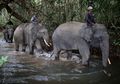 Ini Dia Sekolah Gajah! Apa, ya, yang Dipelajari Para Gajah di Sini?