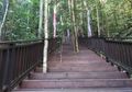 Pohon-pohon di Tempat Ini Tumbuh di Tengah Tangga, Kok Bisa?