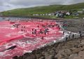 Lautan Dipenuhi Darah Merah, Kala Ratusan Paus 'Dibantai' di Pulau Faroe Setiap Tahunnya
