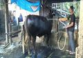 Dibeli Jokowi Seharga Rp67 Juta untuk Kurban, Sapi Ini Dirawat Bak Bayi
