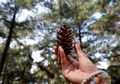 Pabangbon, Kawasan Hutan Pinus yang Indah di Bogor untuk Berwisata