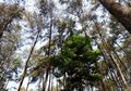 Kabar Gembira untuk Kita, Hutan Indonesia Kondisinya Semakin Membaik