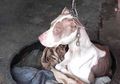 Cerita Cala, Anjing yang Bertahun-tahun Kesulitan Tidur dan Bernapas karena Dirantai oleh Pemiliknya
