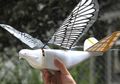 Canggihnya Drone Berbentuk Burung di Tiongkok, Fungsinya Untuk Apa?