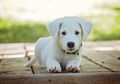 Apakah Anjing Benar-benar Merasa Bersalah Saat Tunjukkan Wajah Melas?