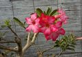 Dulunya Getah Adenium Digunakan sebagai Racun Panah di Afrika