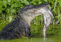 Lihat Buaya Makan Anaknya Sendiri, Para Peneliti Justru Mengaku Bahagia, Kenapa?