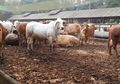 Gara-gara Sapi Diusir, Dua Kelompok Warga Bentrok, 1 Tewas dan 8 Luka-luka