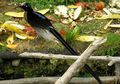 Paruh-Sabit Coklat, Burung yang Tak Kalah Indah dyngan Cendrawasih
