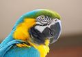 Burung Makaw Ini Pipinya Bisa Merona dan Tersipu Seperti Manusia, lo!