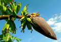 Jantung Pisang, Bagian Pisang yang Tak Kalah Lezat dan Bernutrisi