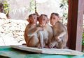 Viral Video Pembiusan Satwa Agar Mau Diajak Berfoto, Taman Safari Indonesia Angkat Bicara