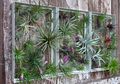 Wall Garden Jadi Solusi Lahan Terbatas, Simak 5 Tips Jika Ingin Membuatnya