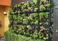 Yuk Buat Wall Garden Agar Rumah yang Lebih Asri, Pakai 3 Tanaman Ini