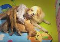 Meski Beda Spesies, Anjing Betina Ini Merawat dan Menyusui Anak Singa, Harimau dan Hyena
