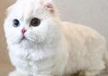 Kenalan Sama Goyanggy, yuk! Kucing dengan Dua Warna Mata Berbeda