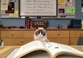 6 Foto Grumpy Cat, Si Kucing Betina yang Selalu Terlihat Marah