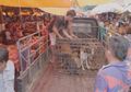 Foto-foto Memilukan Penjualan Daging Kucing dan Anjing di Indonesia, Kejam dan Ekstrem!