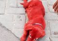 Sebelum Dijual, Sekujur Tubuh Anjing Ini Diwarnai Merah Hingga Derita Penyakit Kulit!