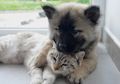 Sering Dianggap Bermusuhan, Bisakah Kucing dan Anjing Berteman?