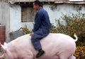 China Sumbang 50 Persen Babi di Muka Bumi, Namun Puluhan Ribu darinya Kini Telah Dimusnahkan, Ini Alasannya