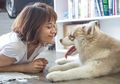Sering Dibilang Mirip, Ini Bedanya Alaskan Malamute dan Siberian Husky