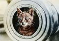 Sam Kucing yang 3 Kali Selamat dari Kapal Tenggelam, Termasuk Saat Digempur Kapal Inggris