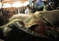 Ketika Kerbau Bule Pusaka Keraton Surakarta Mati Ditikam Orang Sebelum Kirab Satu Suro