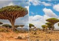 Pulau Socotra, Pulau Terasing di Bumi yang Punya Pohon Bisa Mengeluarkan 'Darah Naga' saat Digores