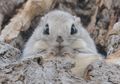 Ezo Momonga, Tupai Super Lucu dari Jepang yang Bisa Terbang!