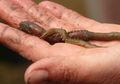 Squirmy Mealworms, Cacing Pemakan Plastik dan Styrofoam