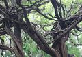 Pohon Trinil di Lamongan, Kembaran Pohon Dedalu di Film Harry Potter