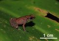 Katak Jenis Baru di Kalimantan Ini Suaranya Mirip Jangkrik