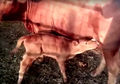 Anak Sapi Merah Lahir Pertama Kali di Israel Setelah 2.000 Tahun, Dianggap Sebagai Pertanda Kiamat Sudah Dekat