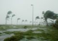Pohon Palem Bisa Tahan Terpaan Badai, Apa Sebabnya?