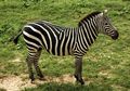 Mengenal Zebra Si Hewan Bergaris Hitam Putih, Pernah Lihat Langsung?