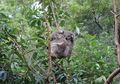 Gawat! Jika Pohon-pohon Ditebang, Koala Bisa Punah di New South Wales