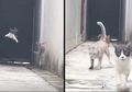 (Video) Kerennya Aksi Seekor Kucing Lewati 3 Kucing 'Preman' yang Menghadang Jalannya