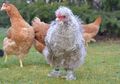 Ayam Juga Bisa Mengingat Wajah dan Bermimpi, Cari Tahu Fakta Lainnya