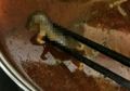 Makan di Restoran Terkenal, Ibu Hamil Temukan Bangkai Tikus Dalam Mangkuk Sup