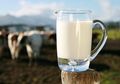 Susu Segar adalah Jenis Susu Terbaik untuk Dikonsumsi, Ini Alasannya