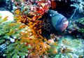 Ada Ikan yang Bisa Berenang Mundur, lo! Ini Fakta Menarik Lainnya