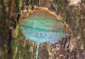 Getah Pohon Langka dari Hutan Hujan Ini Mengandung Nikel, Ini Rahasianya