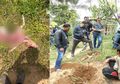 Warga Desa di Bali Geger, Sejumlah Anak Sapi Ditemukan Mati Tak Wajar