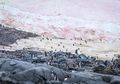 Salju Merah Muda di Greenland Terus Mencair, Kenapa Bisa Begitu?