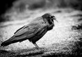 Mengapa Kecerdasan Burung Gagak Diklaim Setara Kecerdasan Anak Manusia?