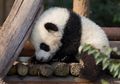 Dipisahkan Sejak Lahir, Panda Ini Tidak Tahu Bila Anaknya Kembar
